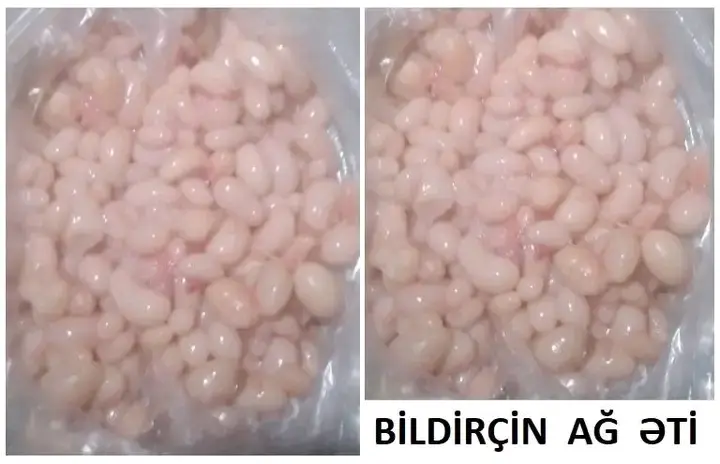 BiLDİRÇİN — Heyvanlar, Quşlar, Balıqlar, Bakı