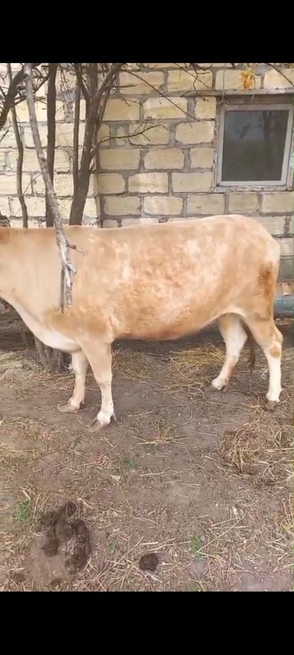 İNƏK — Heyvanlar, Quşlar, Balıqlar, Bərdə