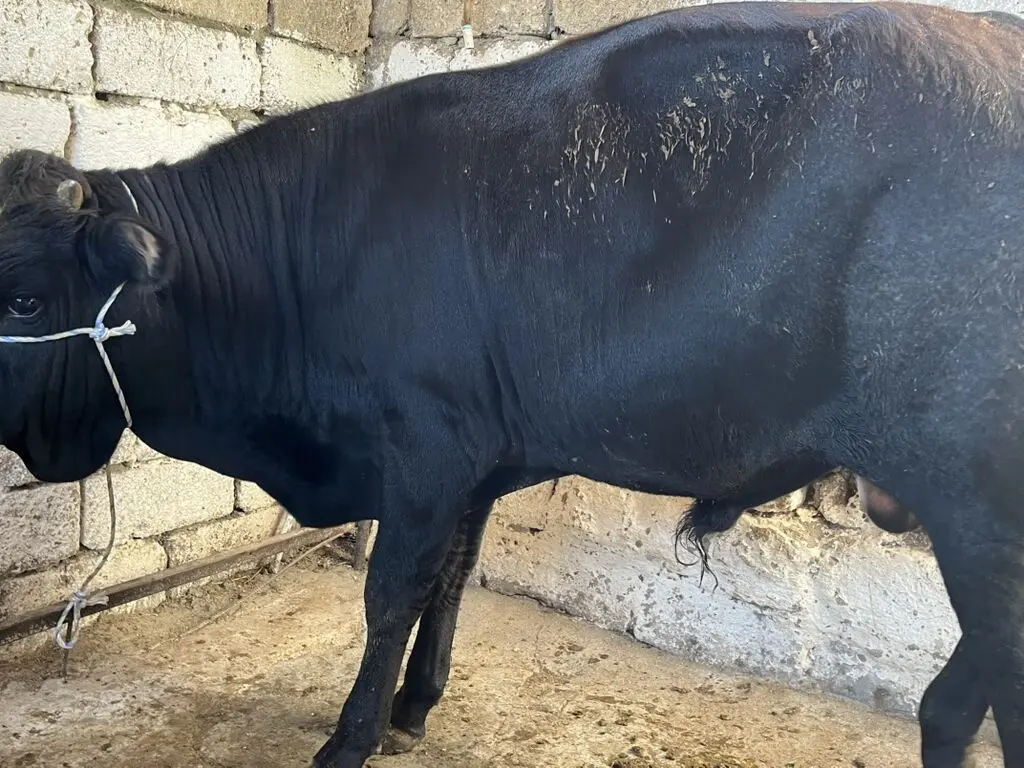 DANALAR — Heyvanlar, Quşlar, Balıqlar, Bakı