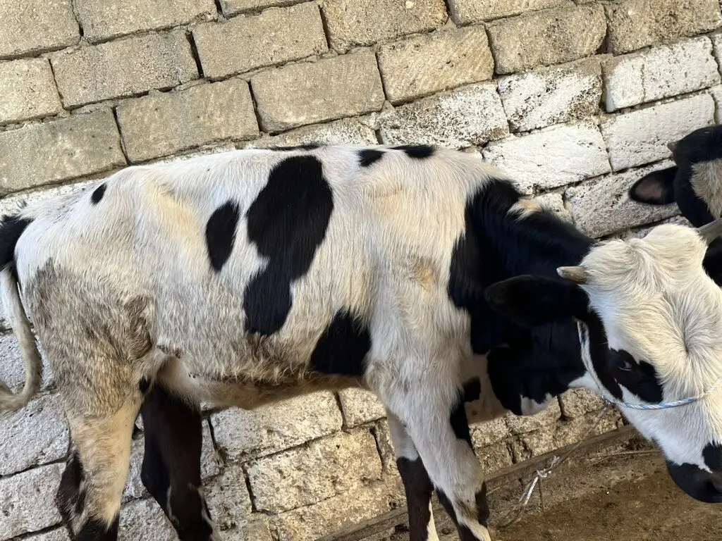 DANALAR — Heyvanlar, Quşlar, Balıqlar, Bakı