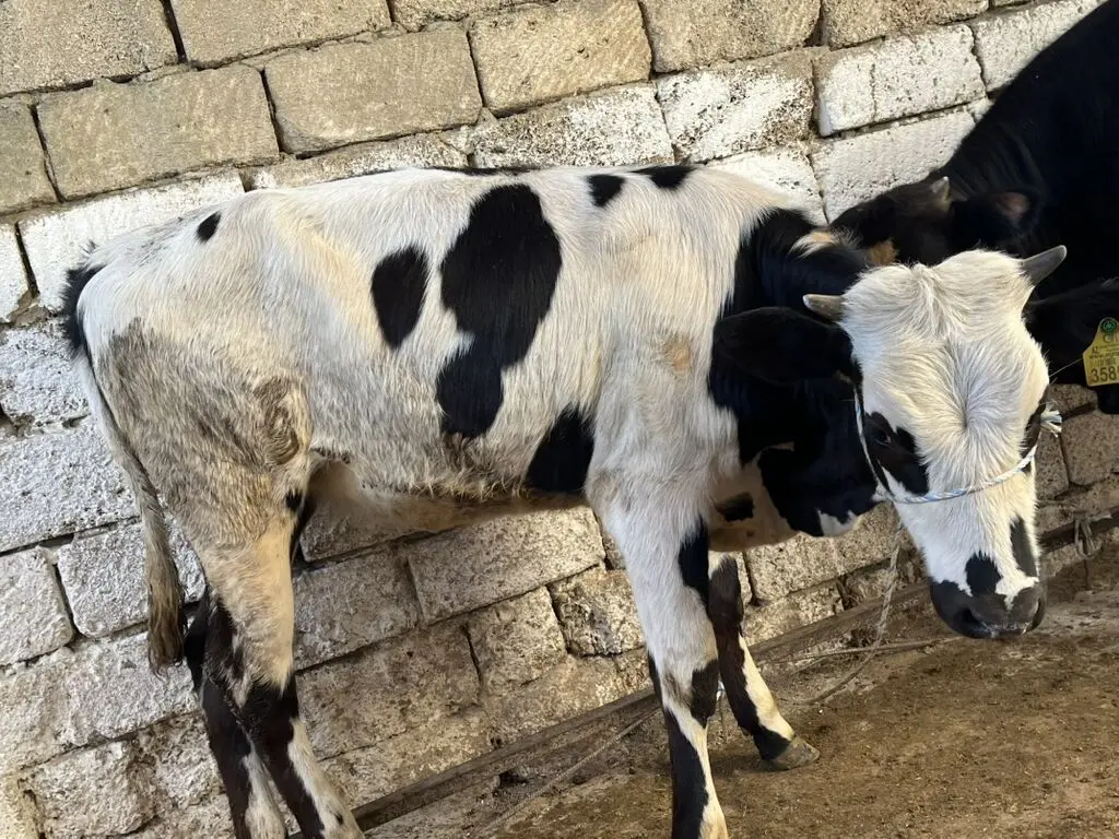 DANALAR — Heyvanlar, Quşlar, Balıqlar, Bakı