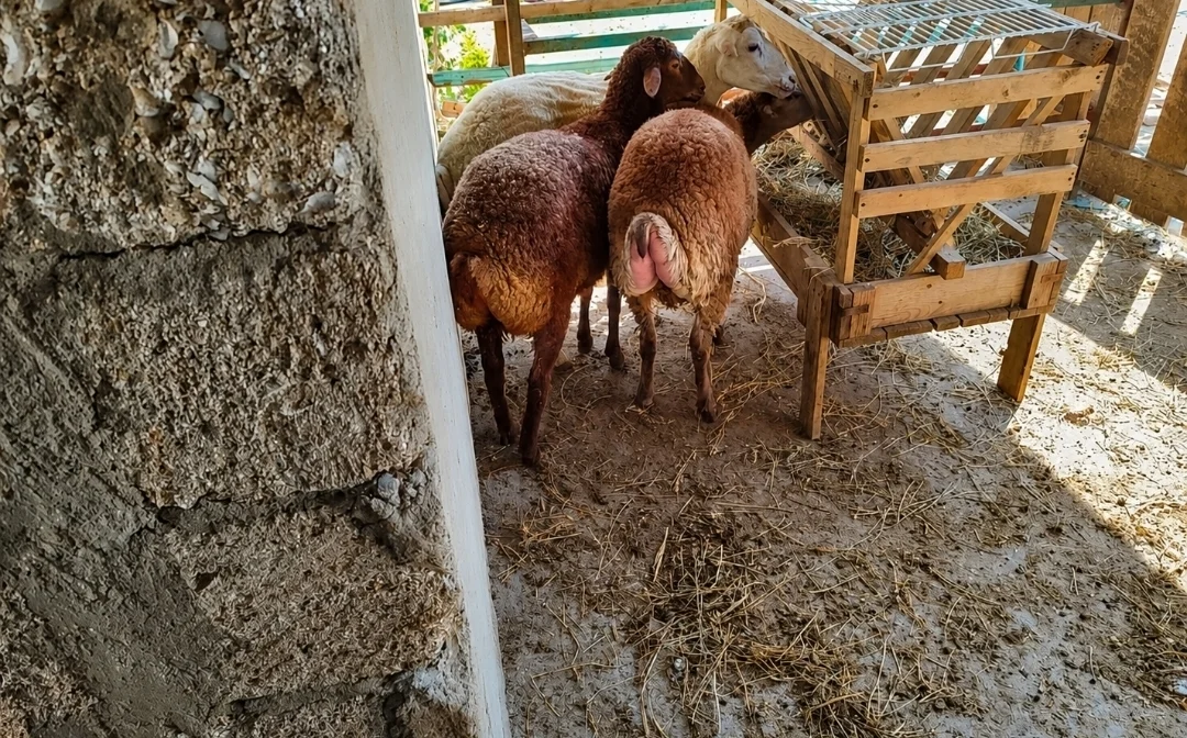 Qoyun — Heyvanlar, Quşlar, Balıqlar, Bakı