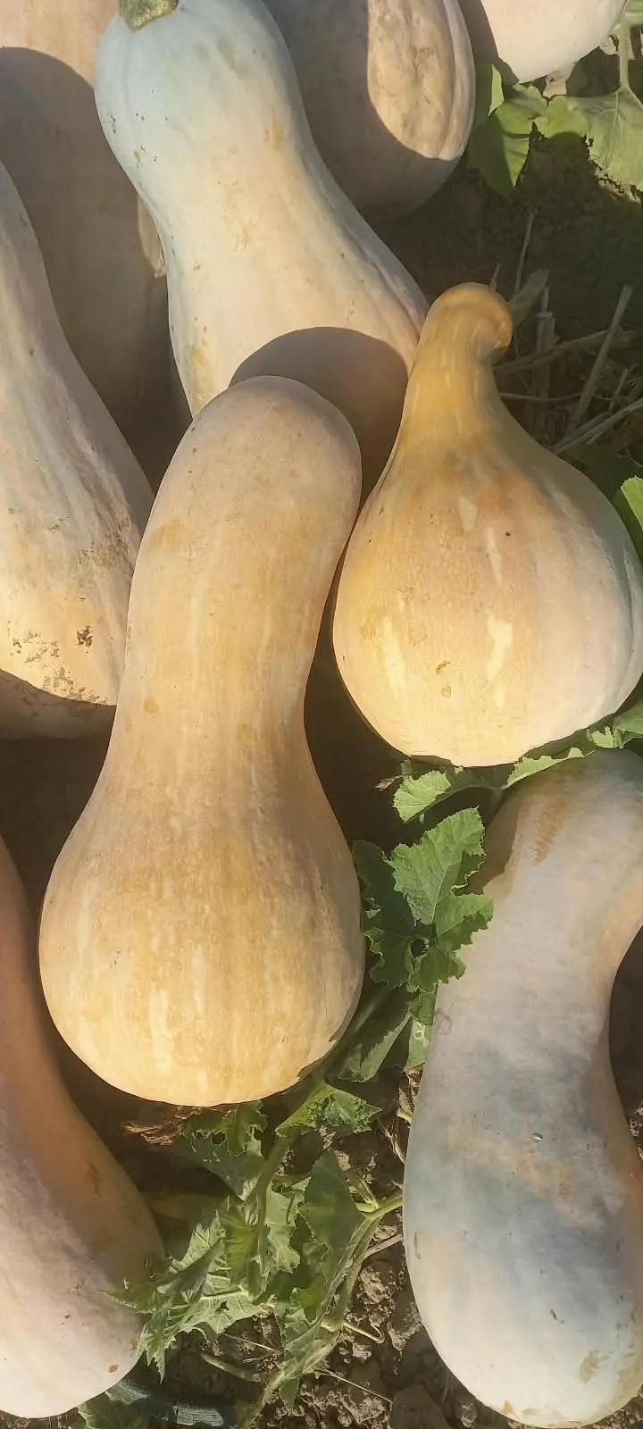 BALQABAQ — Tərəvəzlər və Göyərtilər, Fizuli