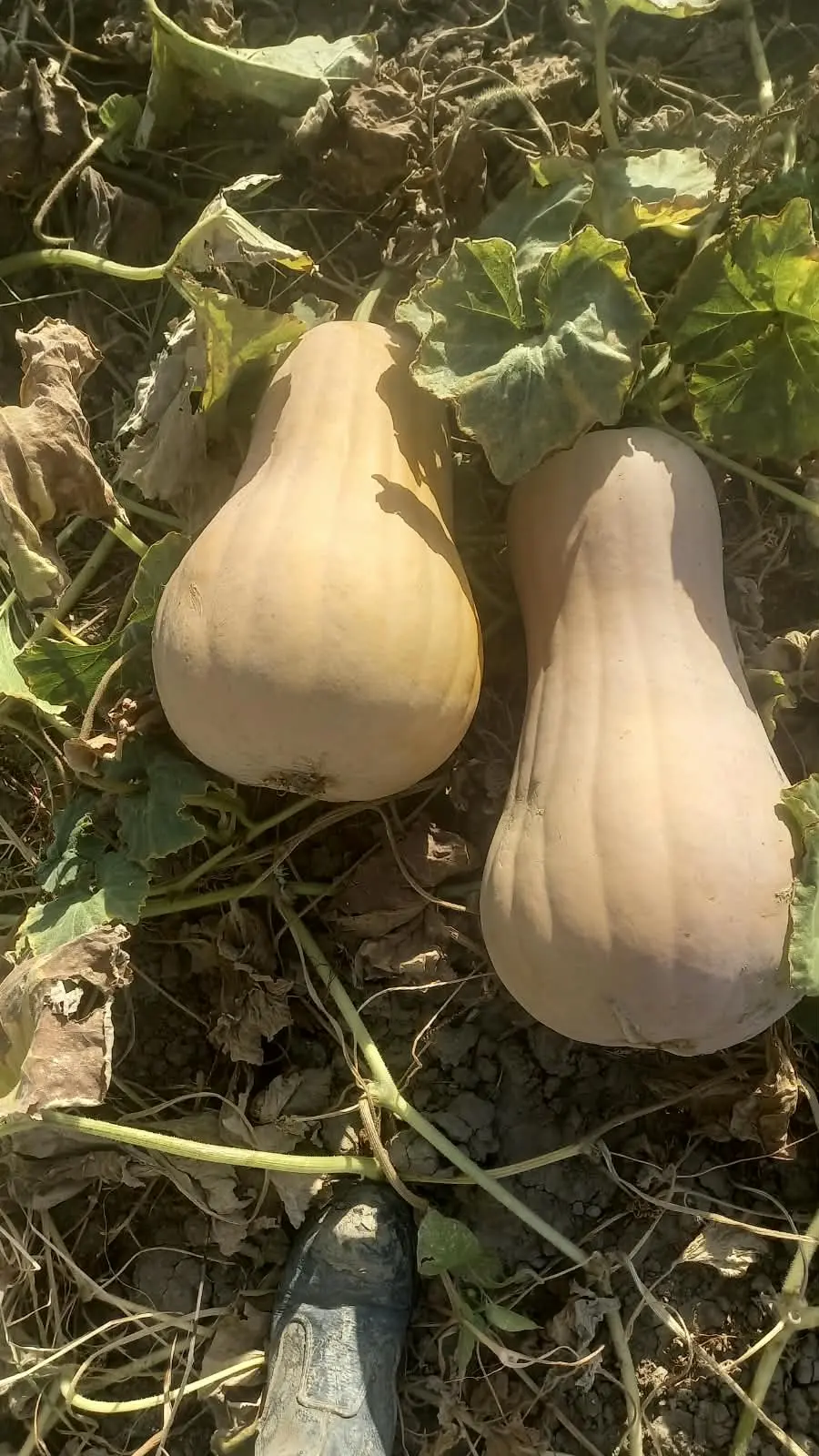 BALQABAQ — Tərəvəzlər və Göyərtilər, Fizuli