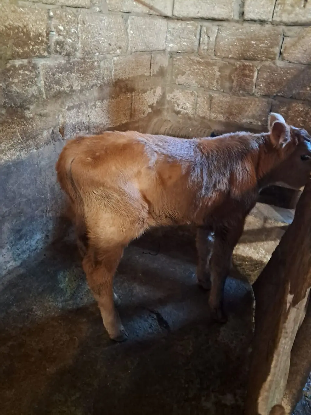 buzovlar — Heyvanlar, Quşlar, Balıqlar, Bakı