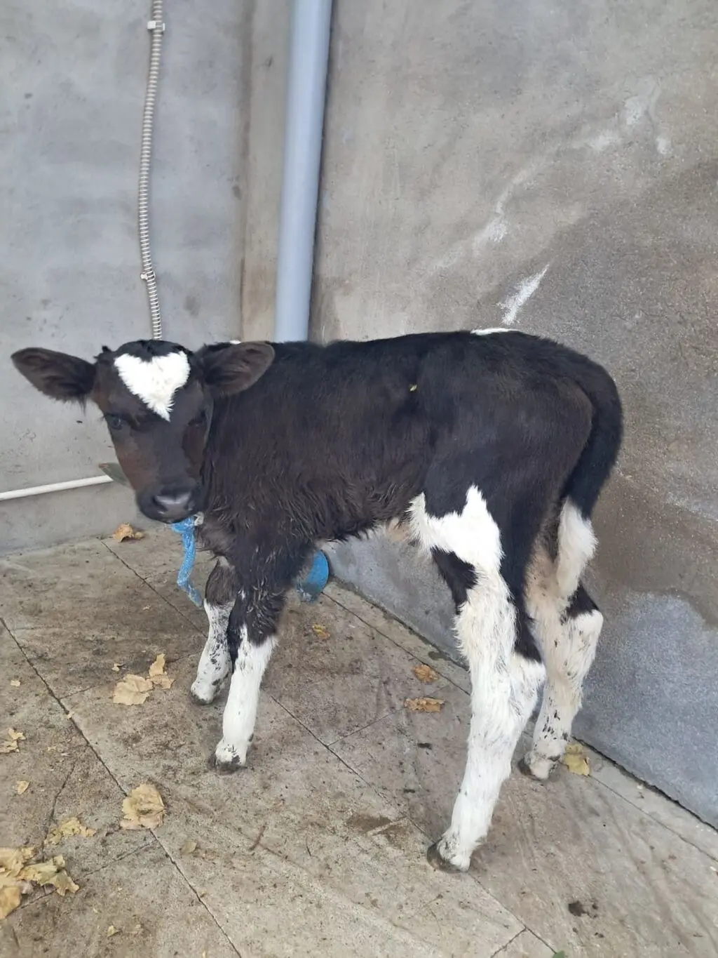 buzovlar — Heyvanlar, Quşlar, Balıqlar, Bakı