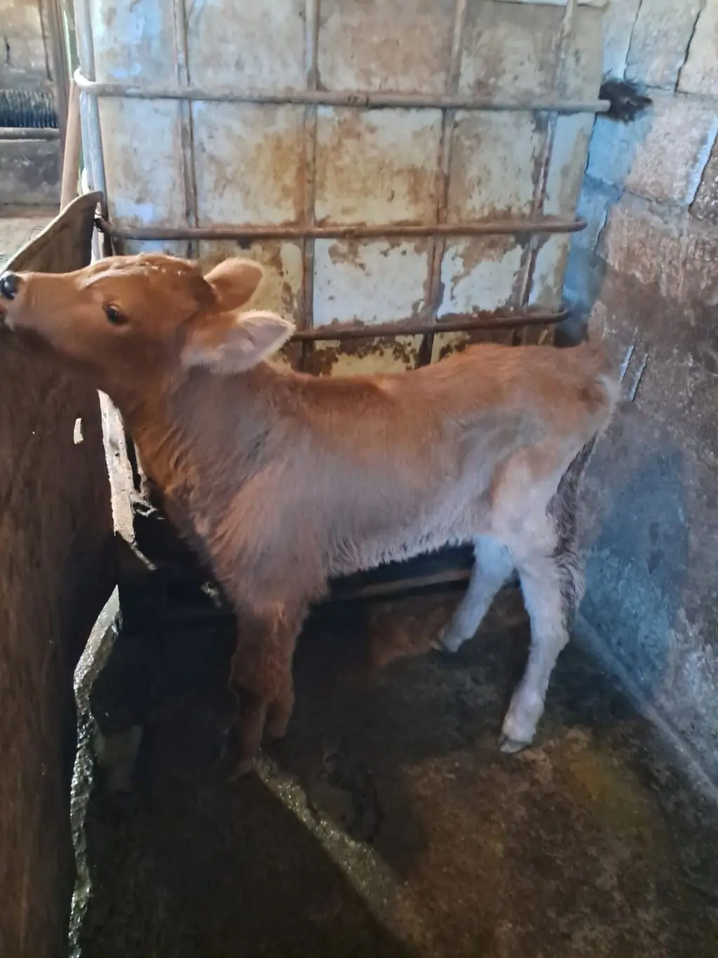 buzovlar — Heyvanlar, Quşlar, Balıqlar, Bakı