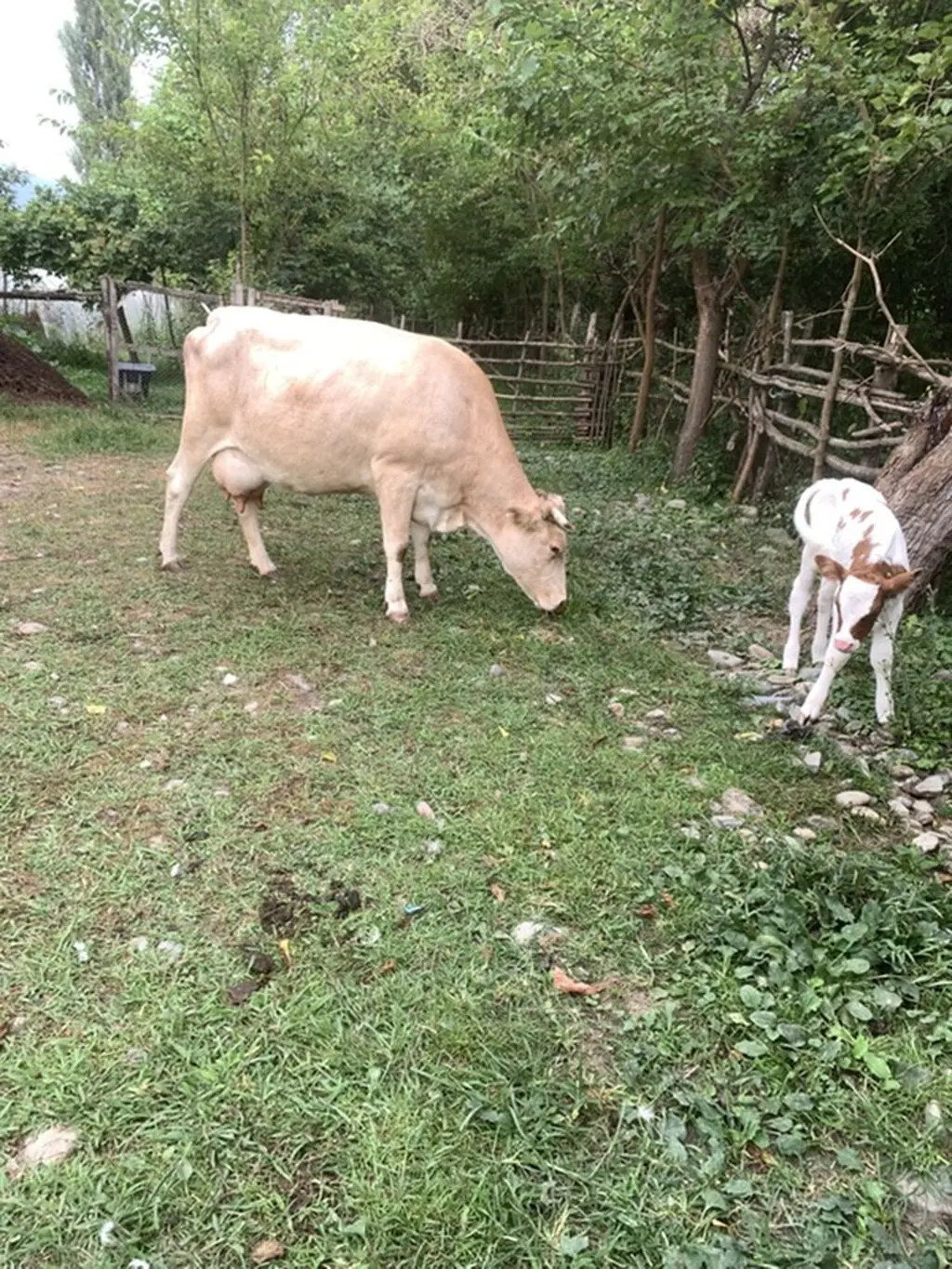 BALALI İNƏK — Heyvanlar, Quşlar, Balıqlar, Balakən