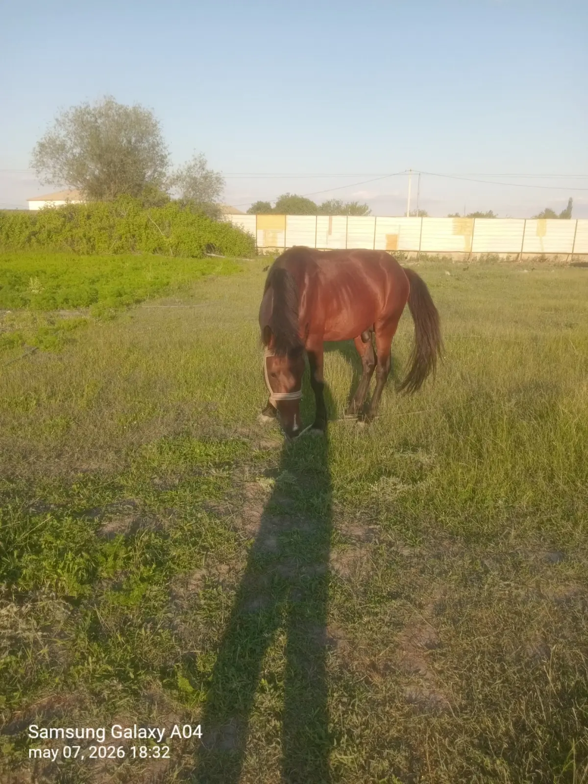 AT — Heyvanlar, Quşlar, Balıqlar, Kürdəmir