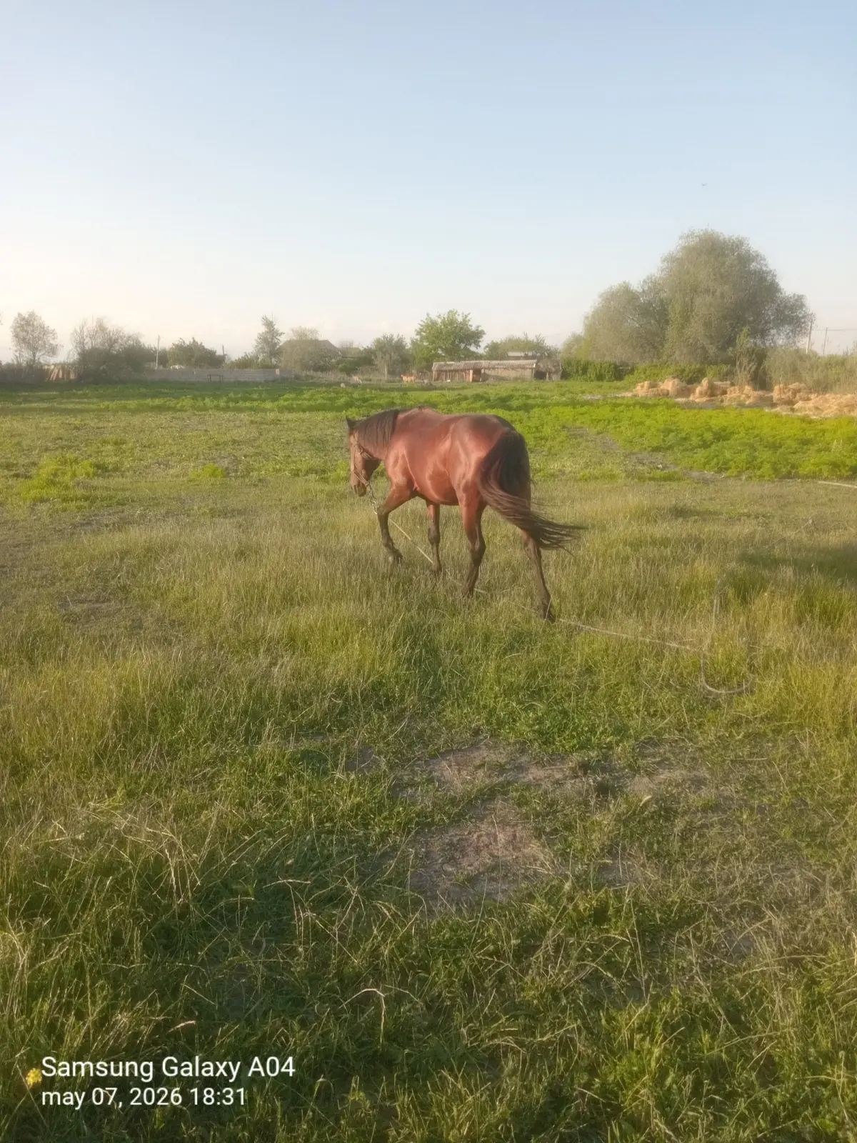 AT — Heyvanlar, Quşlar, Balıqlar, Kürdəmir
