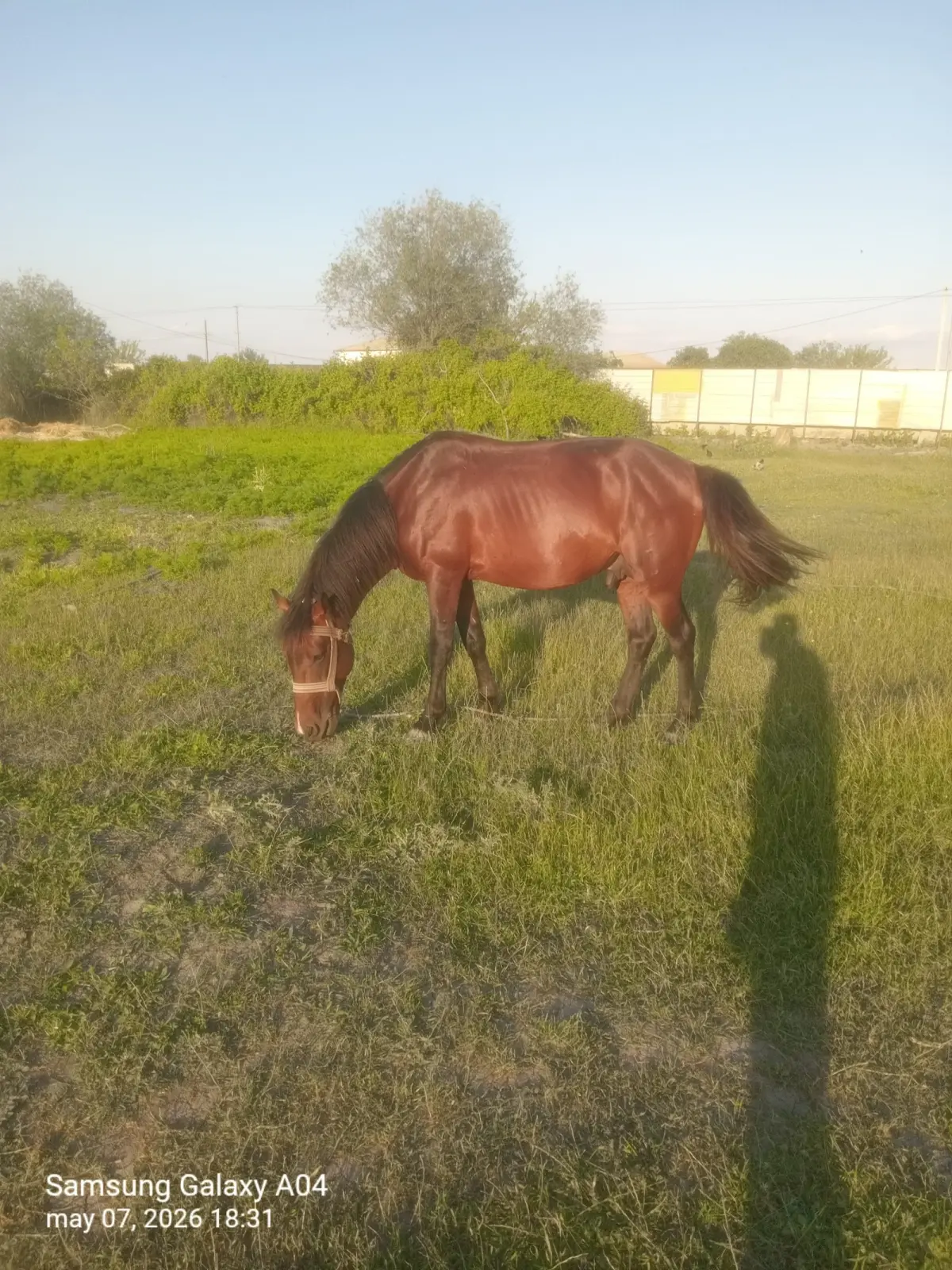AT — Heyvanlar, Quşlar, Balıqlar, Kürdəmir
