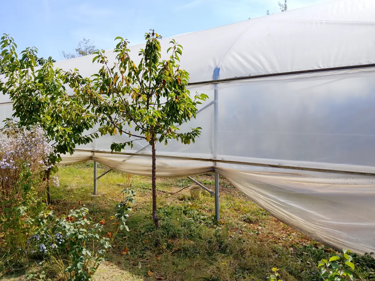 İstixana kompleksi — Agricultural Property, Ismayilli