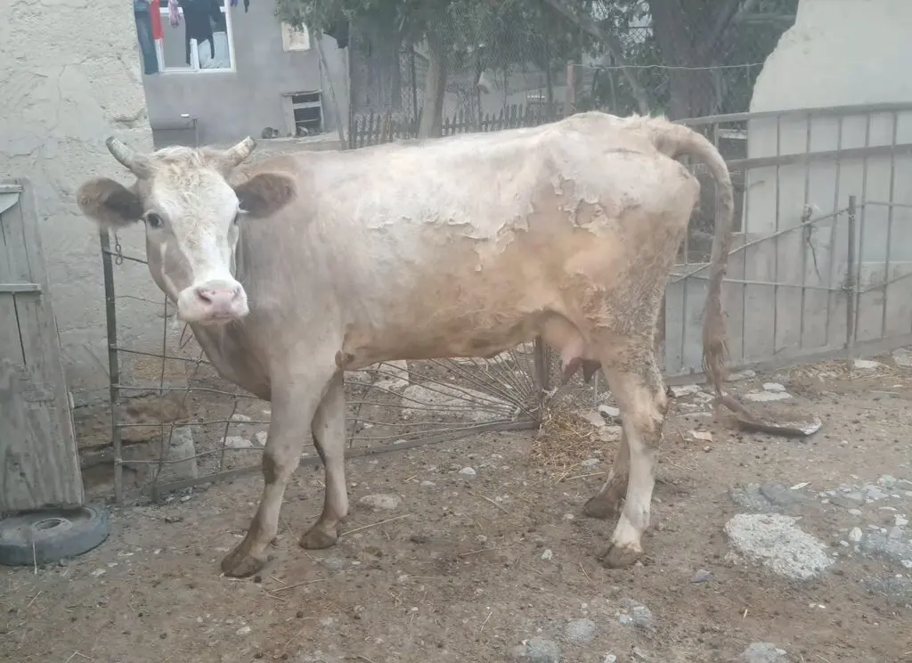BALALI İNƏK — Heyvanlar, Quşlar, Balıqlar, Sumqayıt