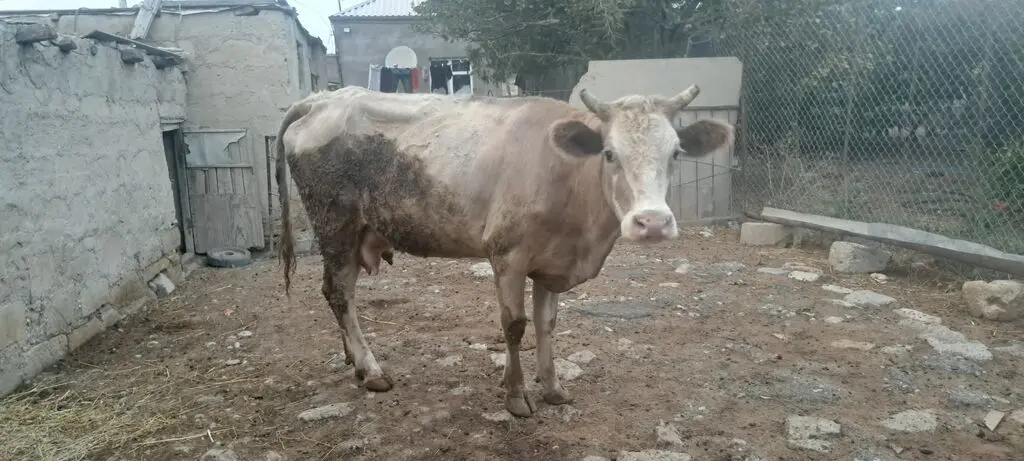 BALALI İNƏK — Heyvanlar, Quşlar, Balıqlar, Sumqayıt