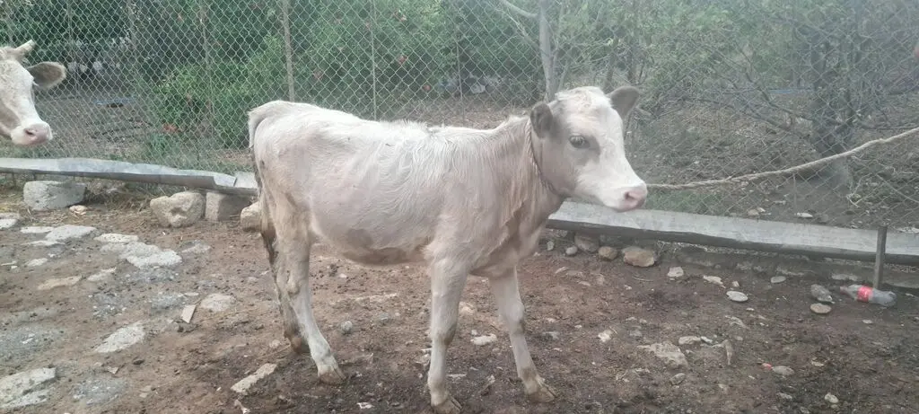 BALALI İNƏK — Heyvanlar, Quşlar, Balıqlar, Sumqayıt