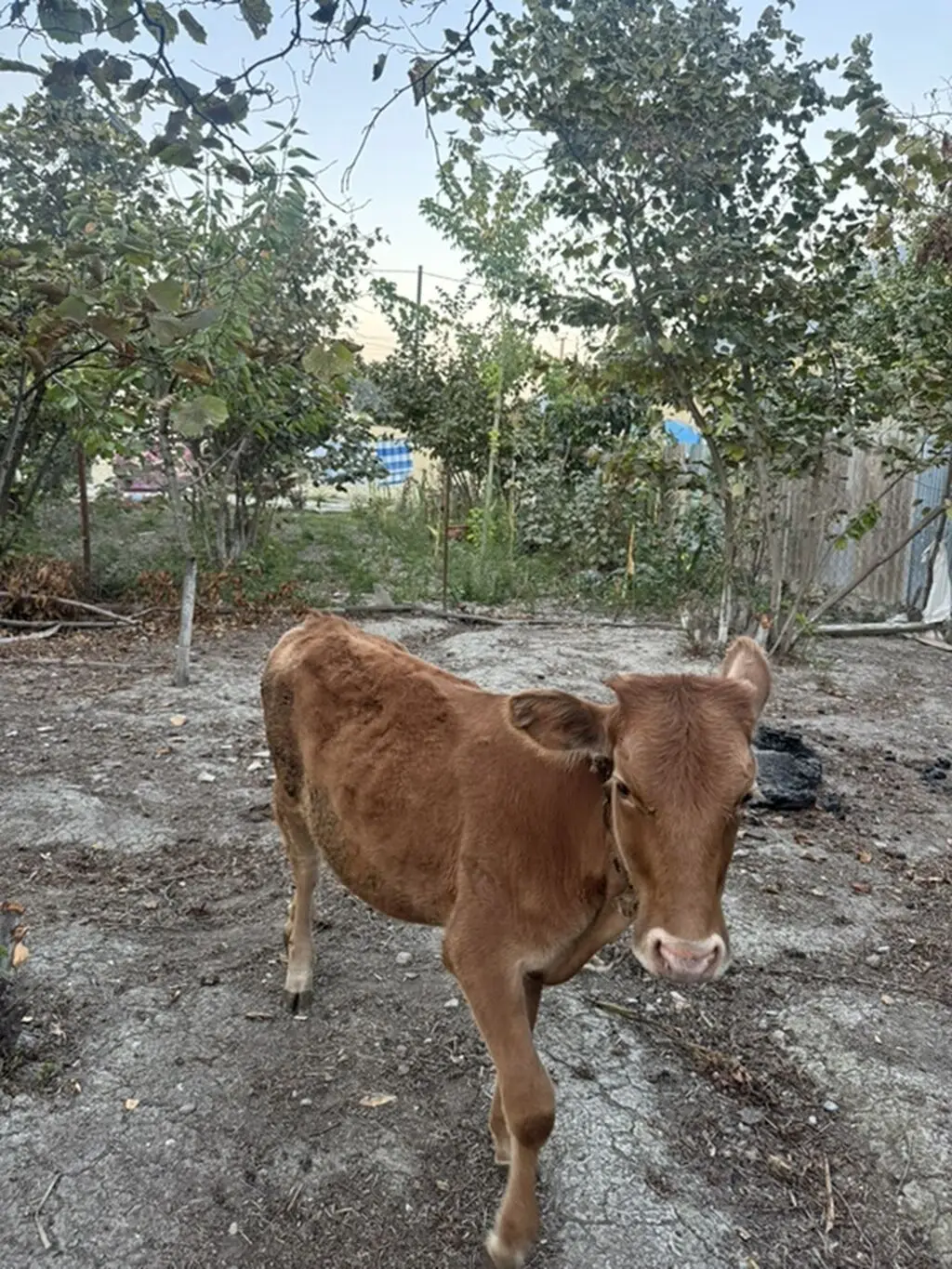 Dana — Heyvanlar, Quşlar, Balıqlar, Quba