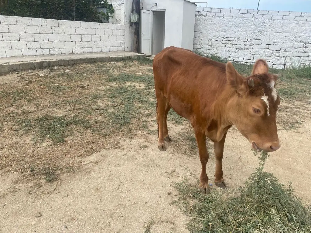 DANA — Heyvanlar, Quşlar, Balıqlar, Bakı
