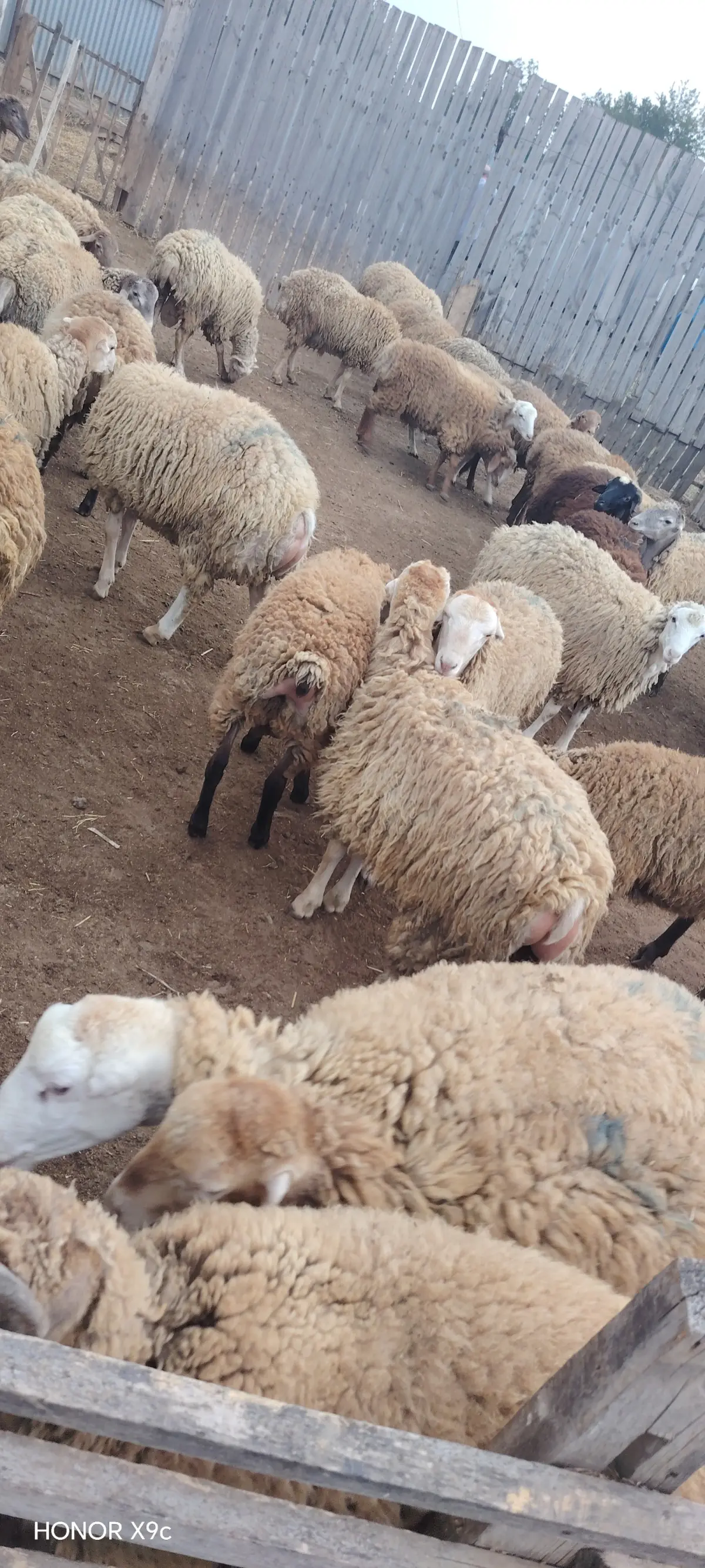 QUZULAR — Heyvanlar, Quşlar, Balıqlar, Bərdə