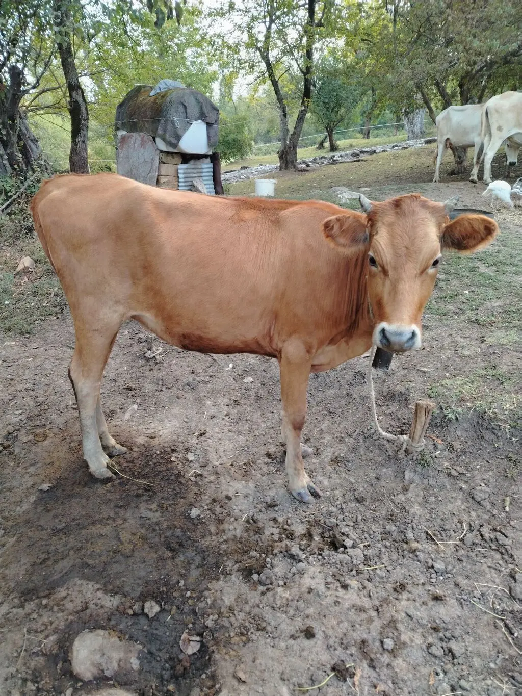 DANA — Heyvanlar, Quşlar, Balıqlar, İsmayıllı
