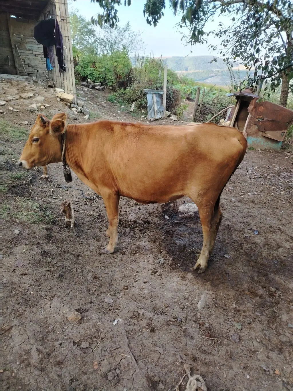 DANA — Heyvanlar, Quşlar, Balıqlar, İsmayıllı