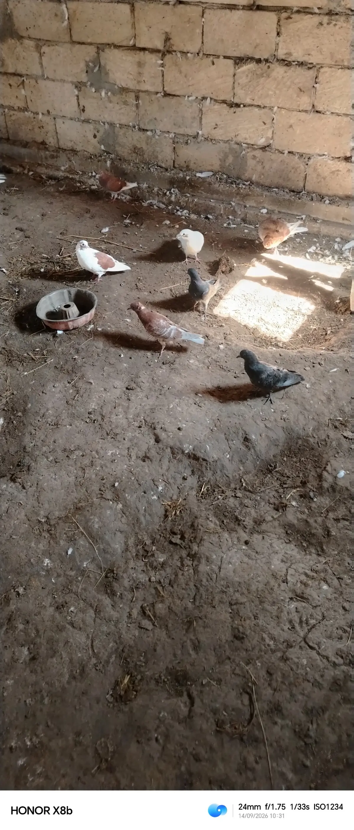 QUŞ — Heyvanlar, Quşlar, Balıqlar, Cəlilabad