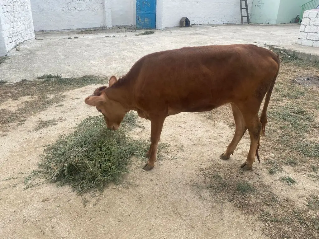 DANA — Heyvanlar, Quşlar, Balıqlar, Bakı