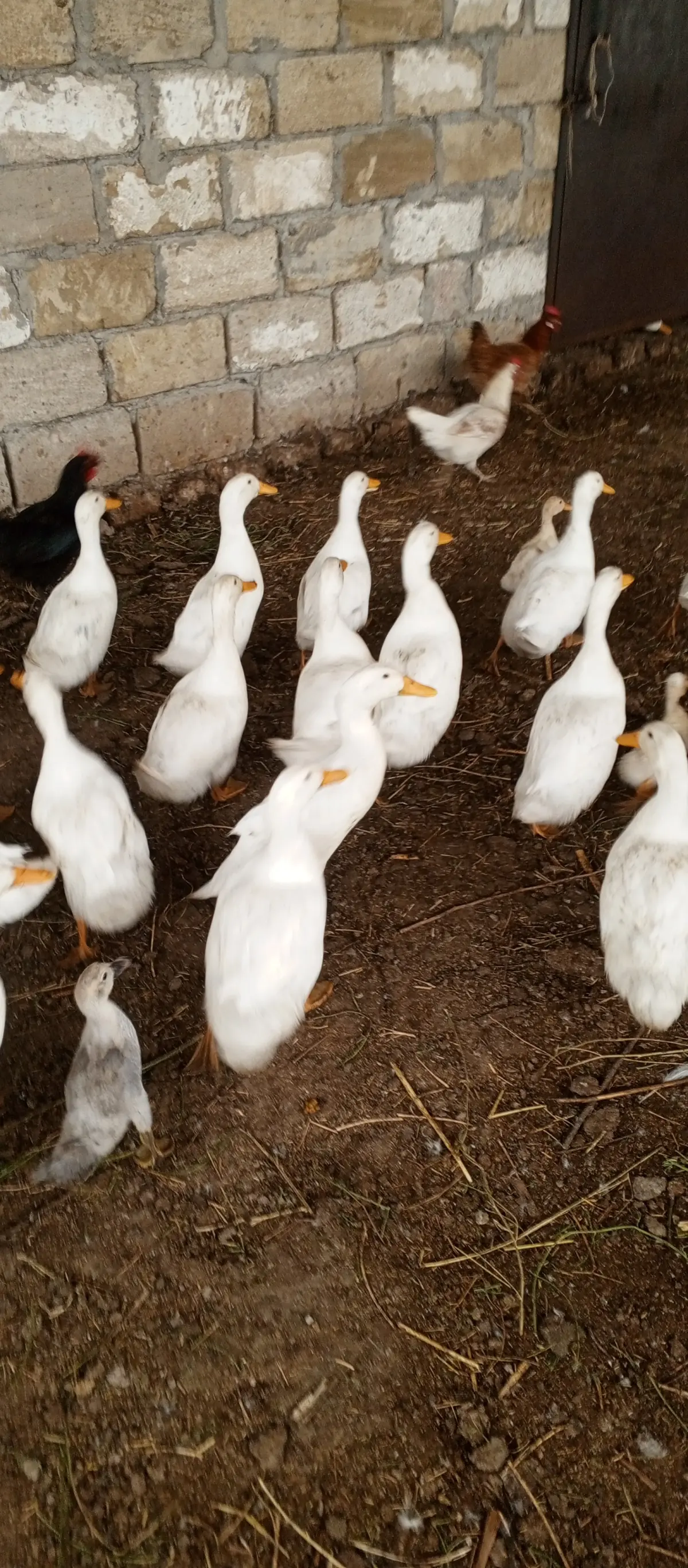 ÖRDƏK — Heyvanlar, Quşlar, Balıqlar, Hacıqabul