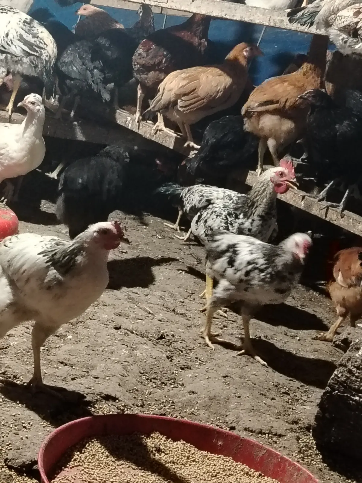 ÇOLPALAR — Heyvanlar, Quşlar, Balıqlar, Yevlax