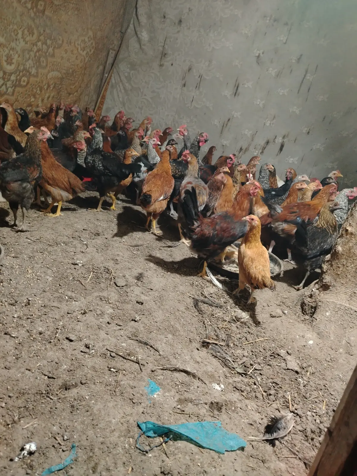 ÇOLPALAR — Heyvanlar, Quşlar, Balıqlar, Yevlax