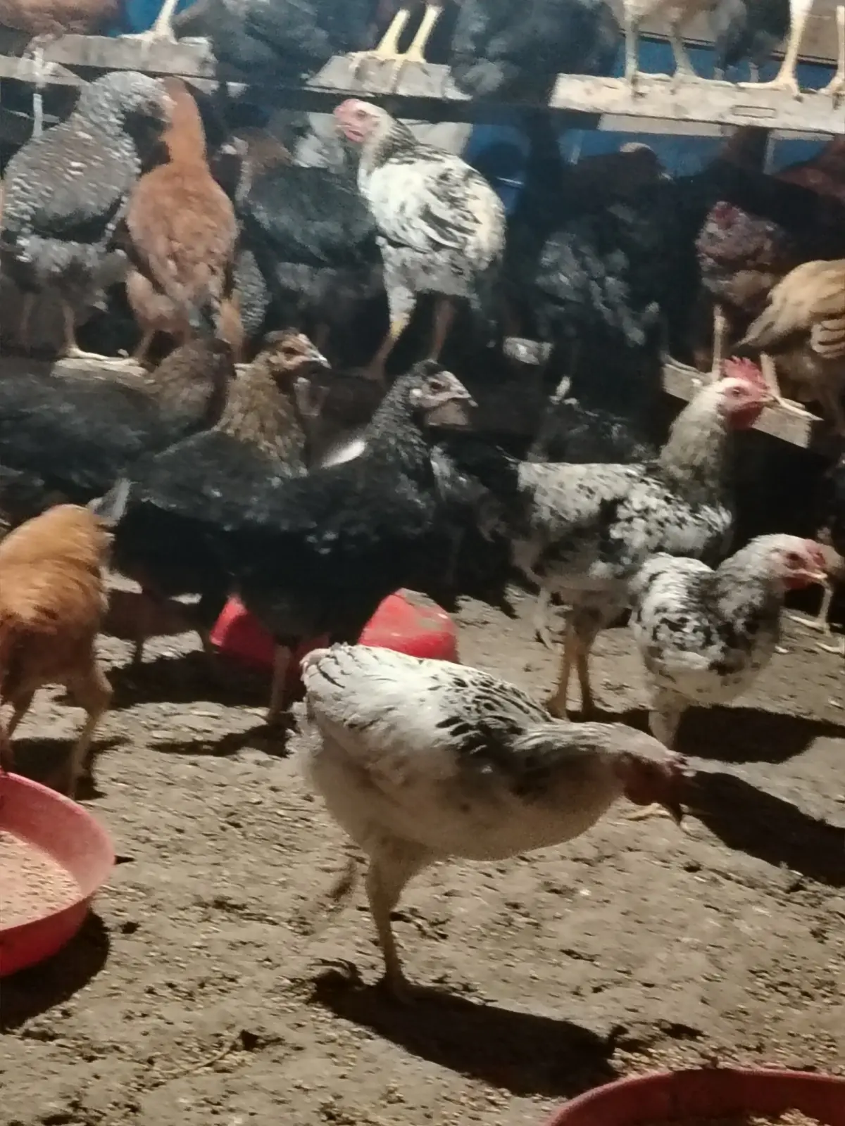 ÇOLPALAR — Heyvanlar, Quşlar, Balıqlar, Yevlax