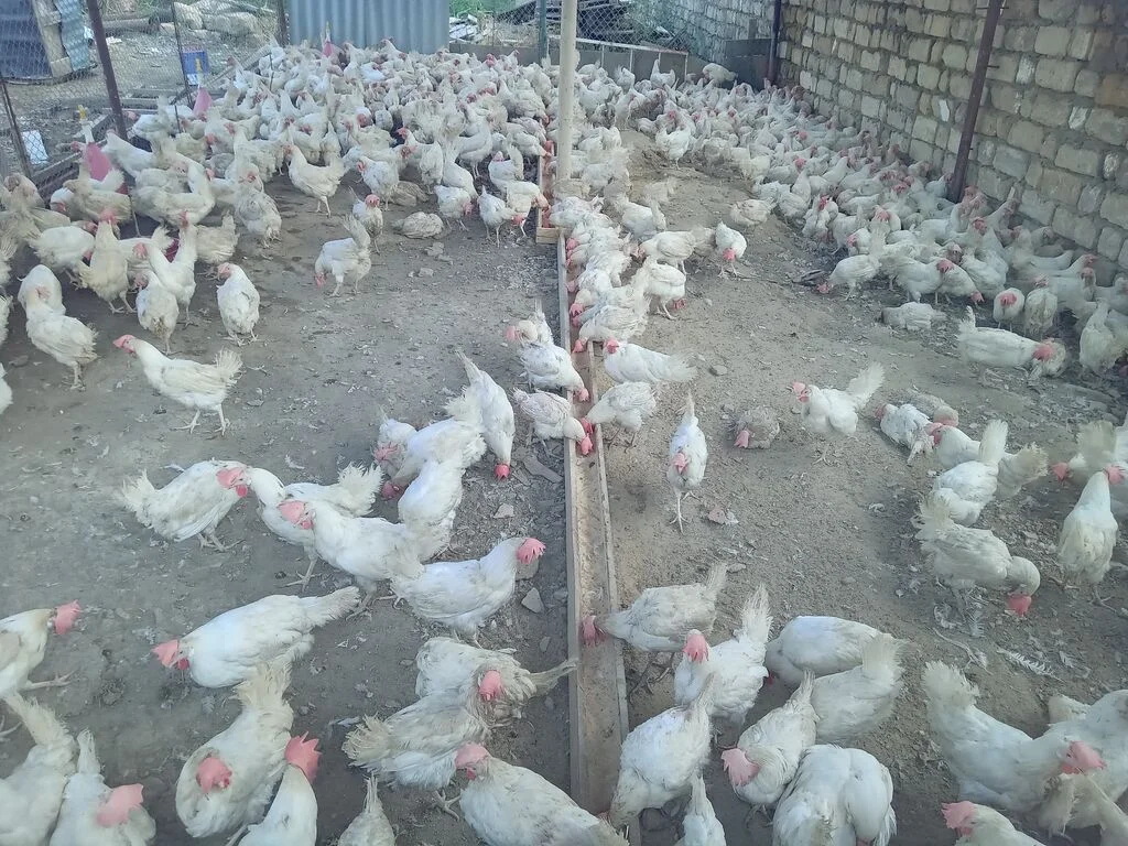 Toyuq — Heyvanlar, Quşlar, Balıqlar, Xırdalan