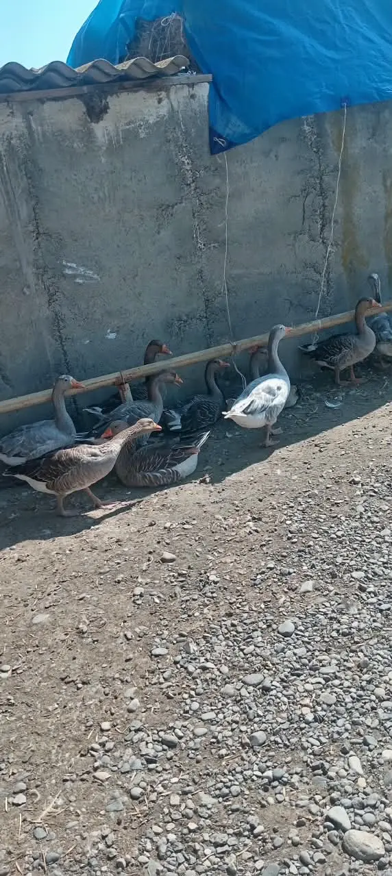 QAZ — Heyvanlar, Quşlar, Balıqlar, İmişli