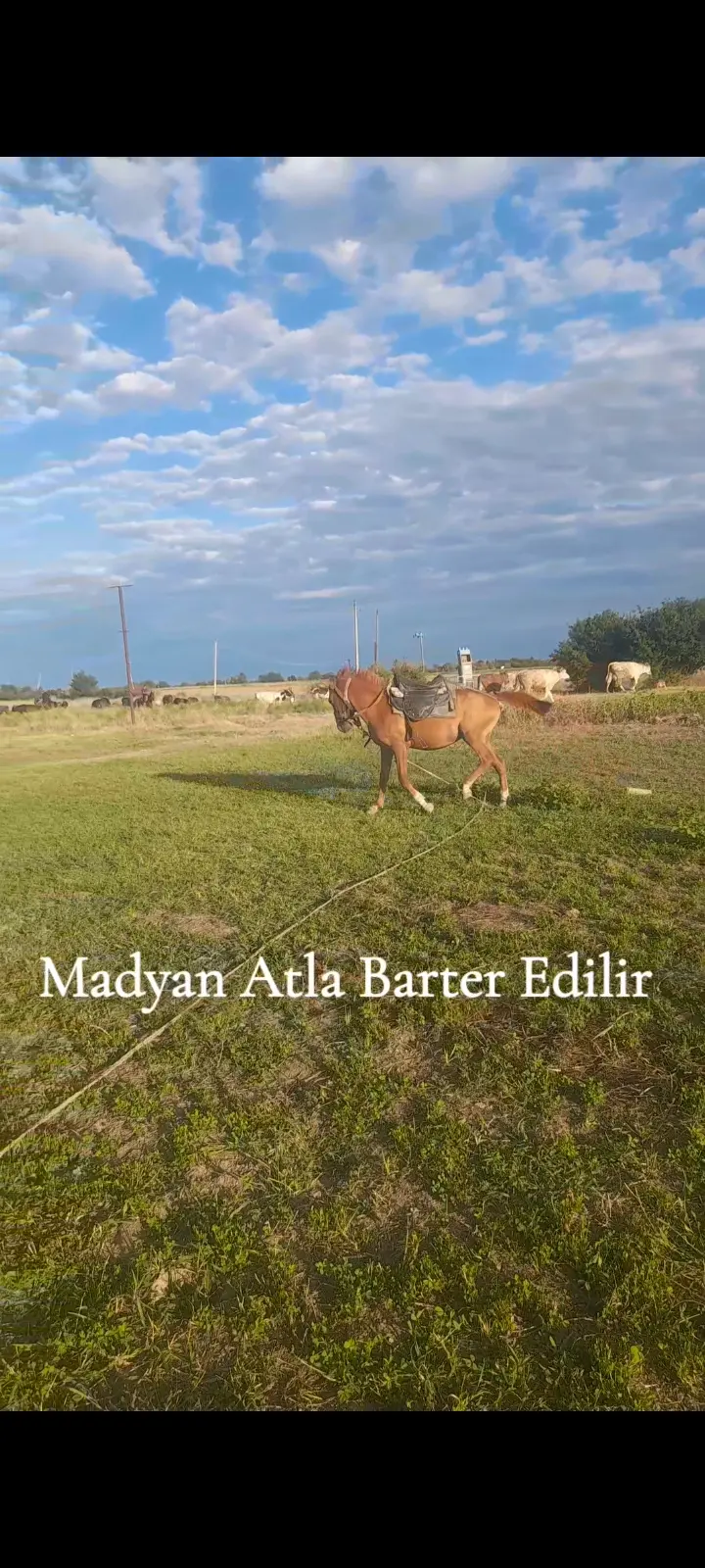 AT — Heyvanlar, Quşlar, Balıqlar, Ağcabədi