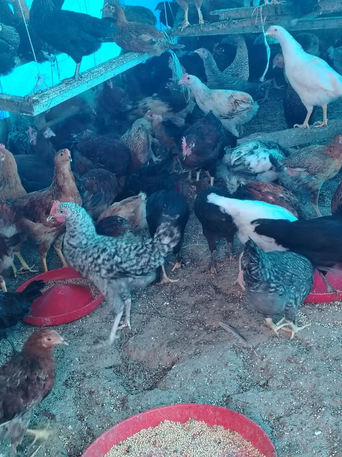 ÇOLPALAR — Heyvanlar, Quşlar, Balıqlar, Yevlax