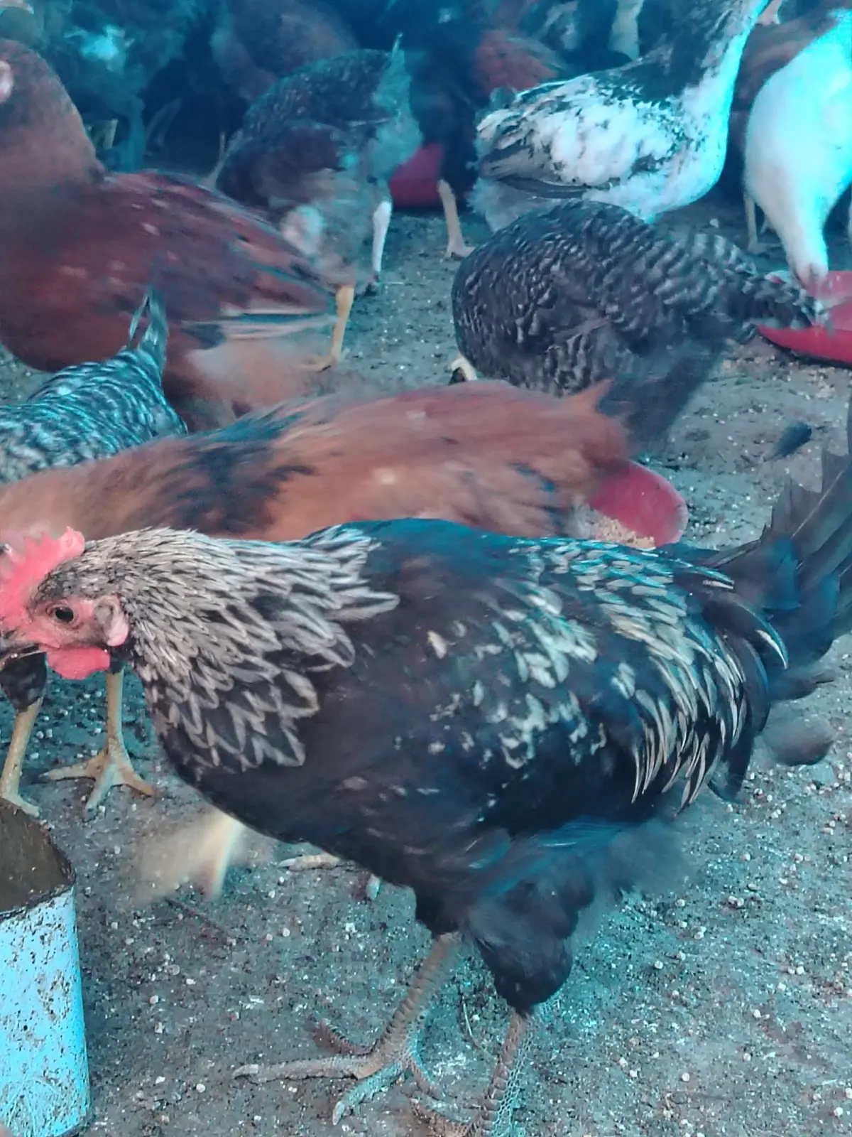 ÇOLPALAR — Heyvanlar, Quşlar, Balıqlar, Yevlax