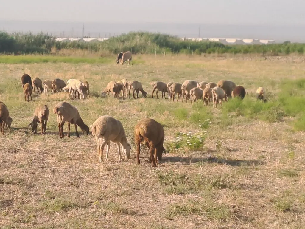 QOYUNLAR — Heyvanlar, Quşlar, Balıqlar, Ağsu