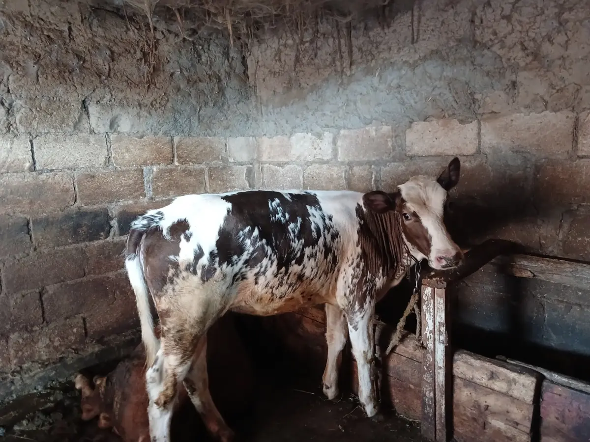 DANA — Heyvanlar, Quşlar, Balıqlar, Sabirabad
