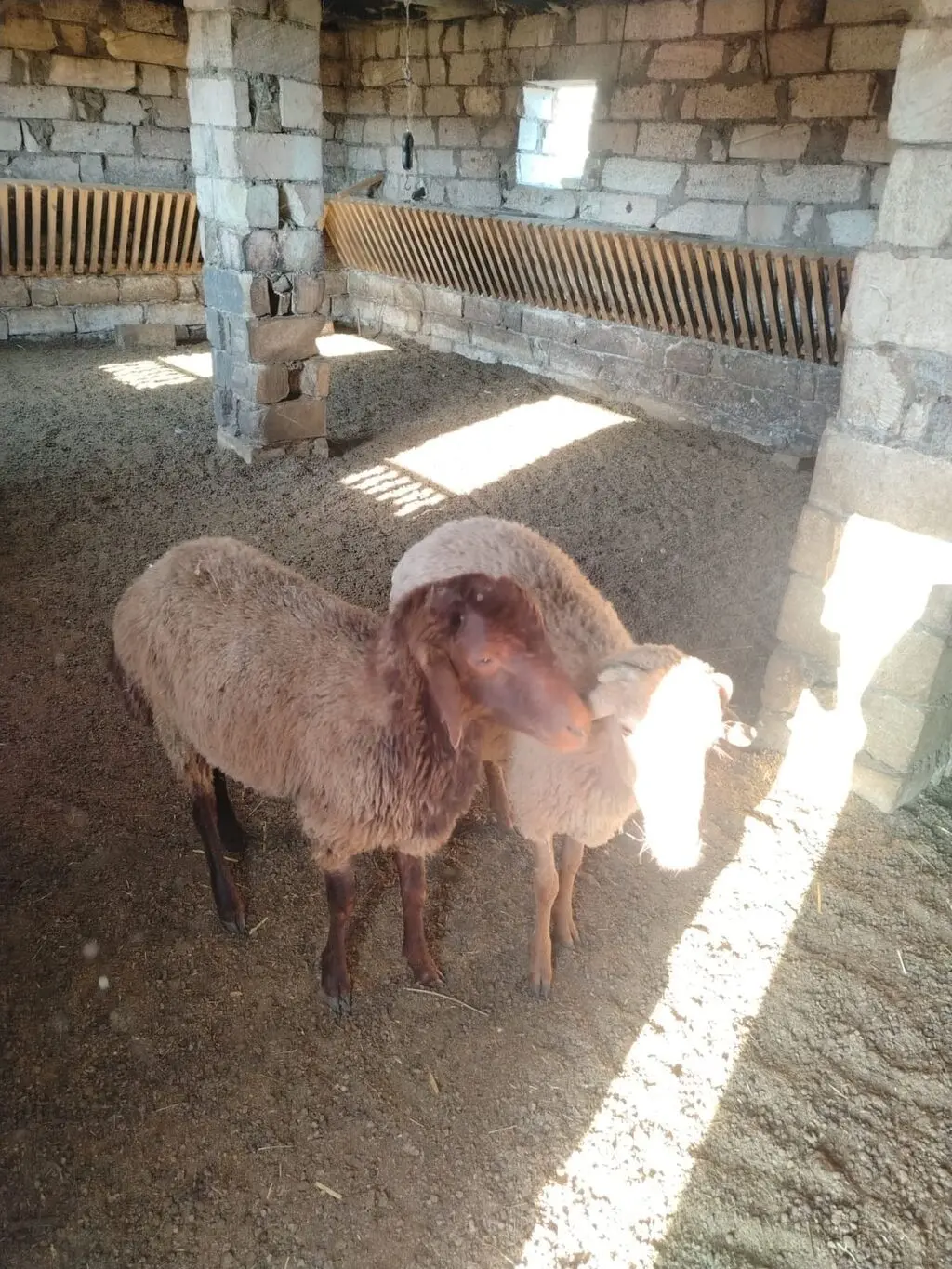 QUZULAR — Heyvanlar, Quşlar, Balıqlar, Bakı