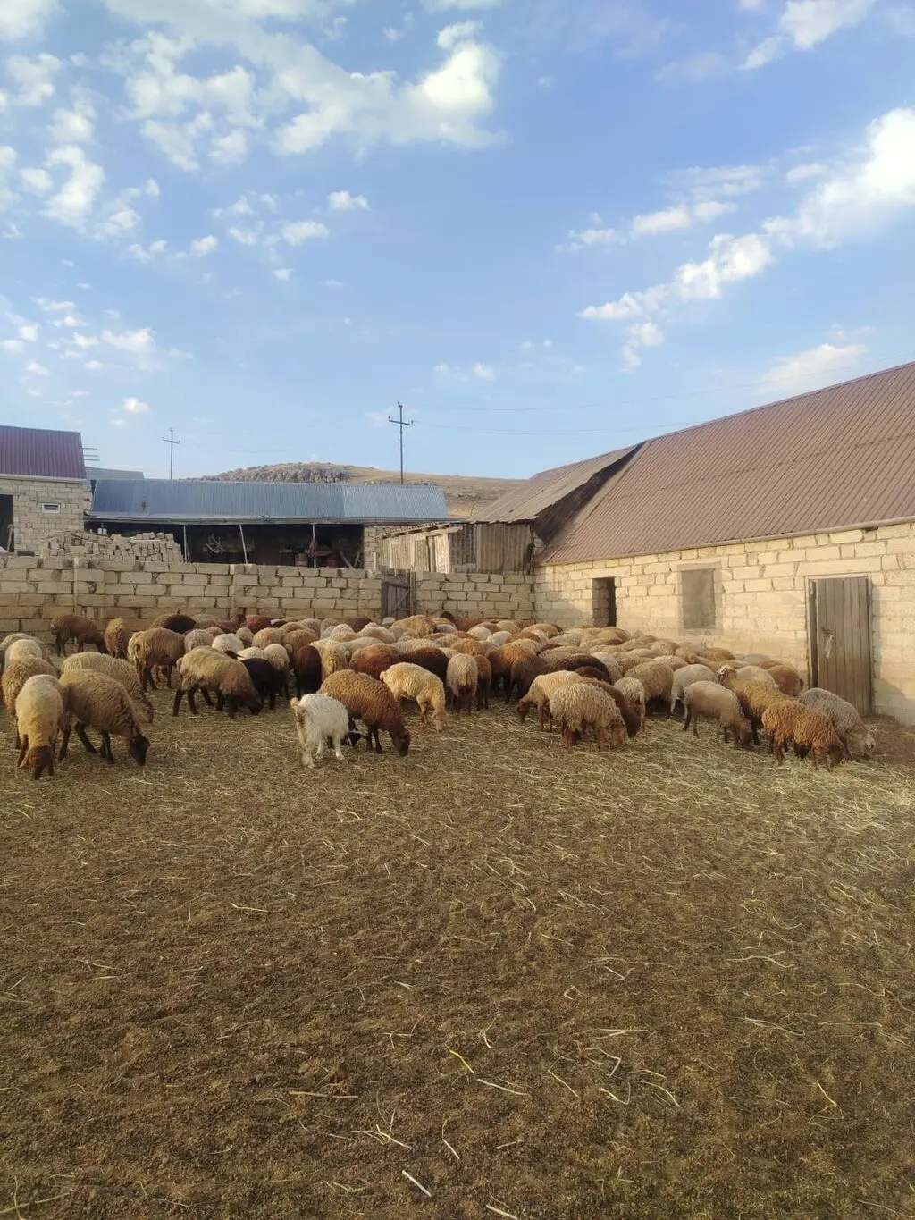 QUZULAR — Heyvanlar, Quşlar, Balıqlar, Bakı