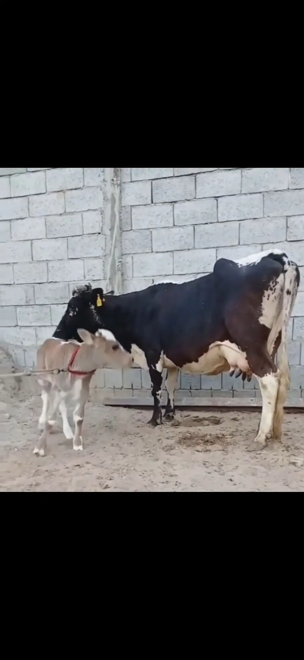 BALALI İNƏK — Heyvanlar, Quşlar, Balıqlar, Zaqatala