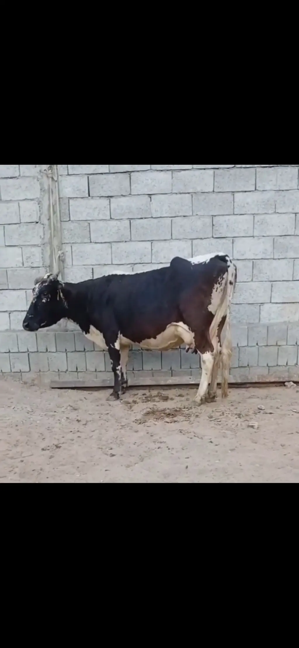 BALALI İNƏK — Heyvanlar, Quşlar, Balıqlar, Zaqatala
