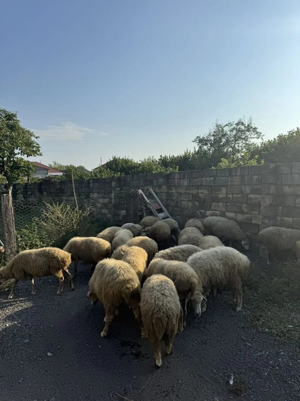 QOYUNLAR — Heyvanlar, Quşlar, Balıqlar, Qax