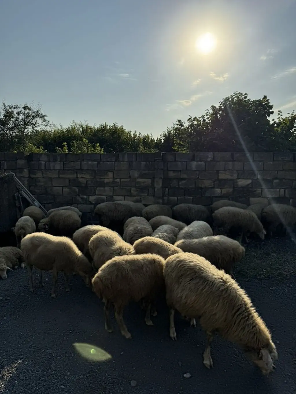 QOYUNLAR — Heyvanlar, Quşlar, Balıqlar, Qax