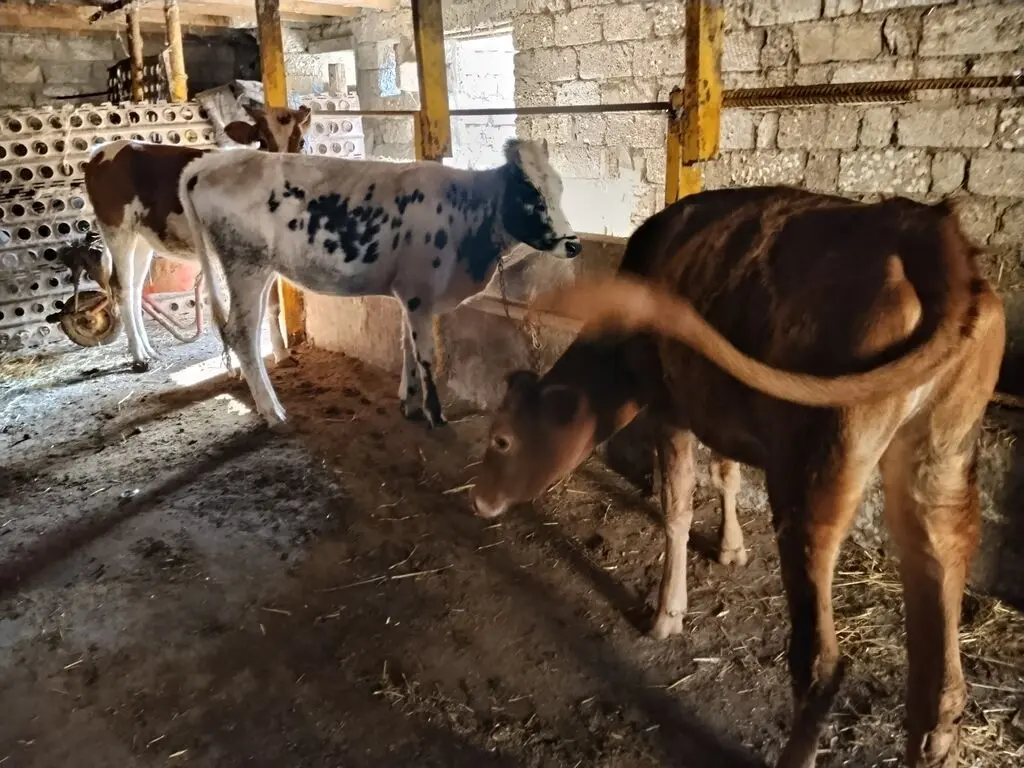 DANA — Heyvanlar, Quşlar, Balıqlar, Bakı