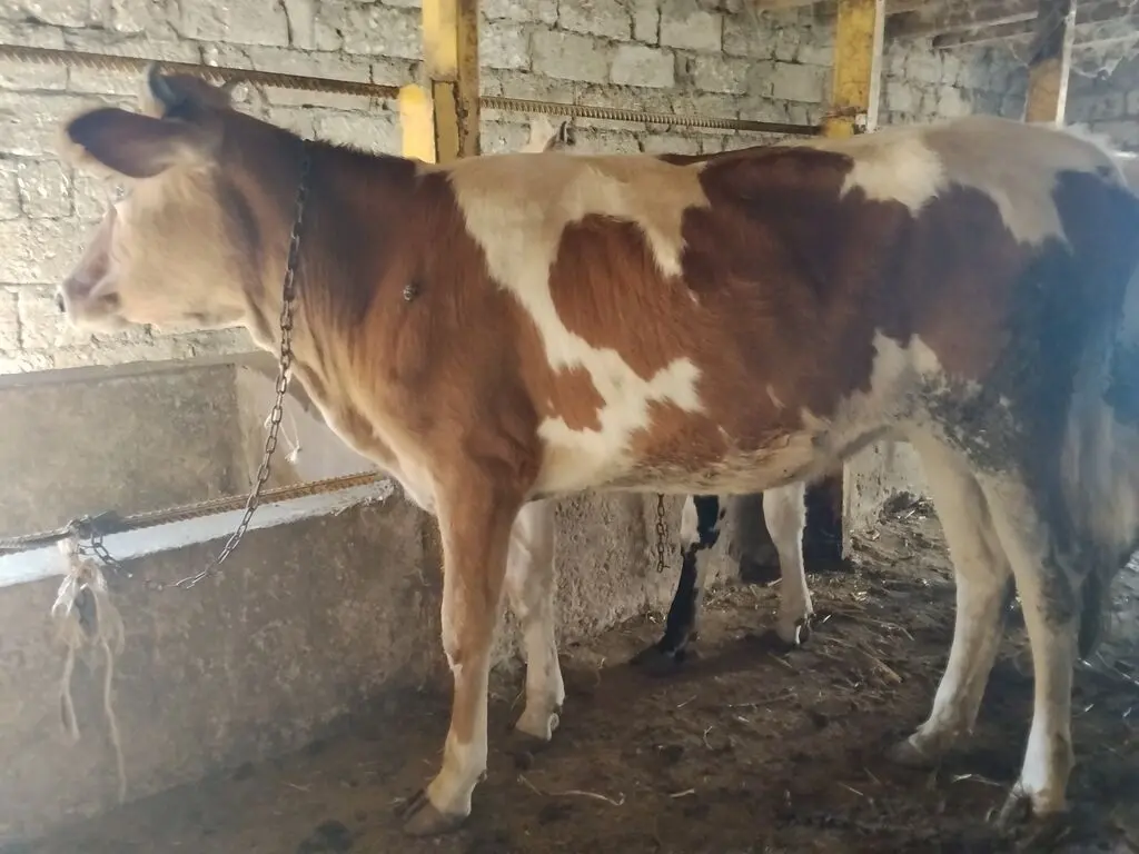 DANA — Heyvanlar, Quşlar, Balıqlar, Bakı