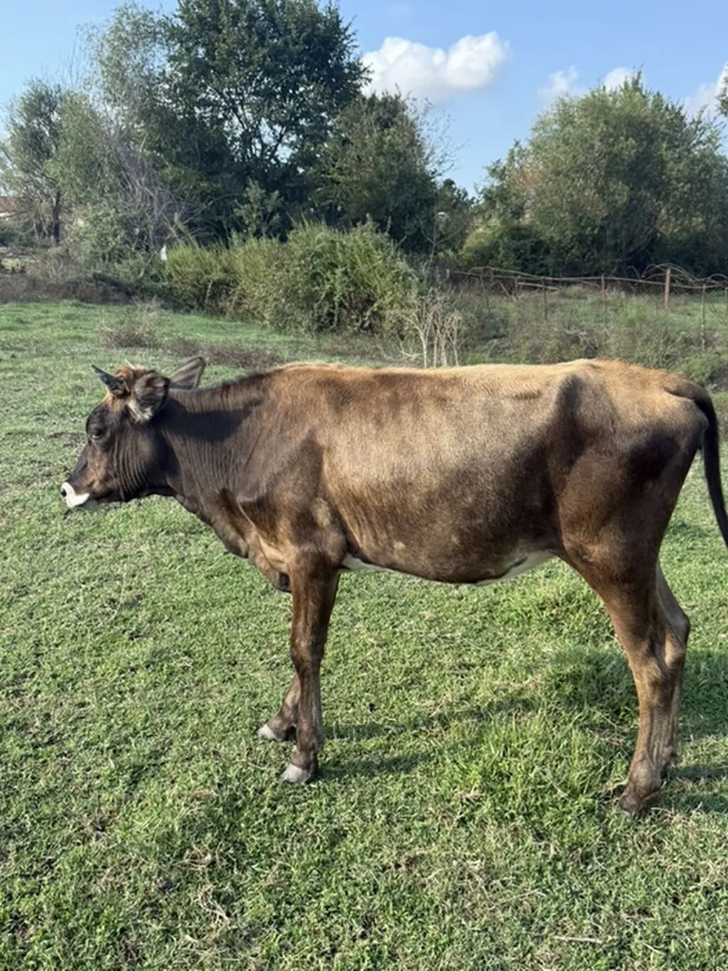 DÜYƏ — Heyvanlar, Quşlar, Balıqlar, Şamaxı