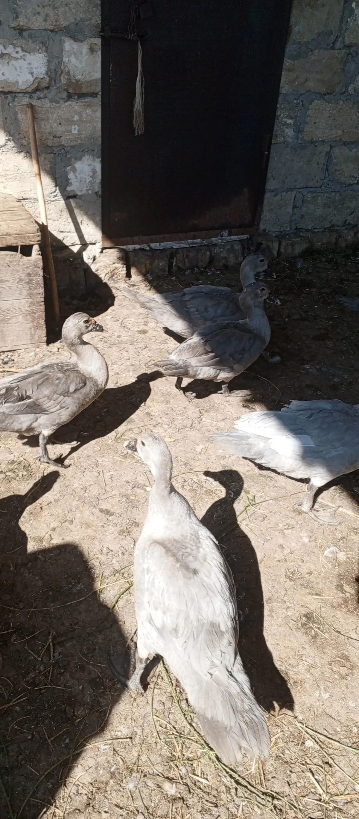 ÖRDƏKLƏR — Heyvanlar, Quşlar, Balıqlar, Sabirabad