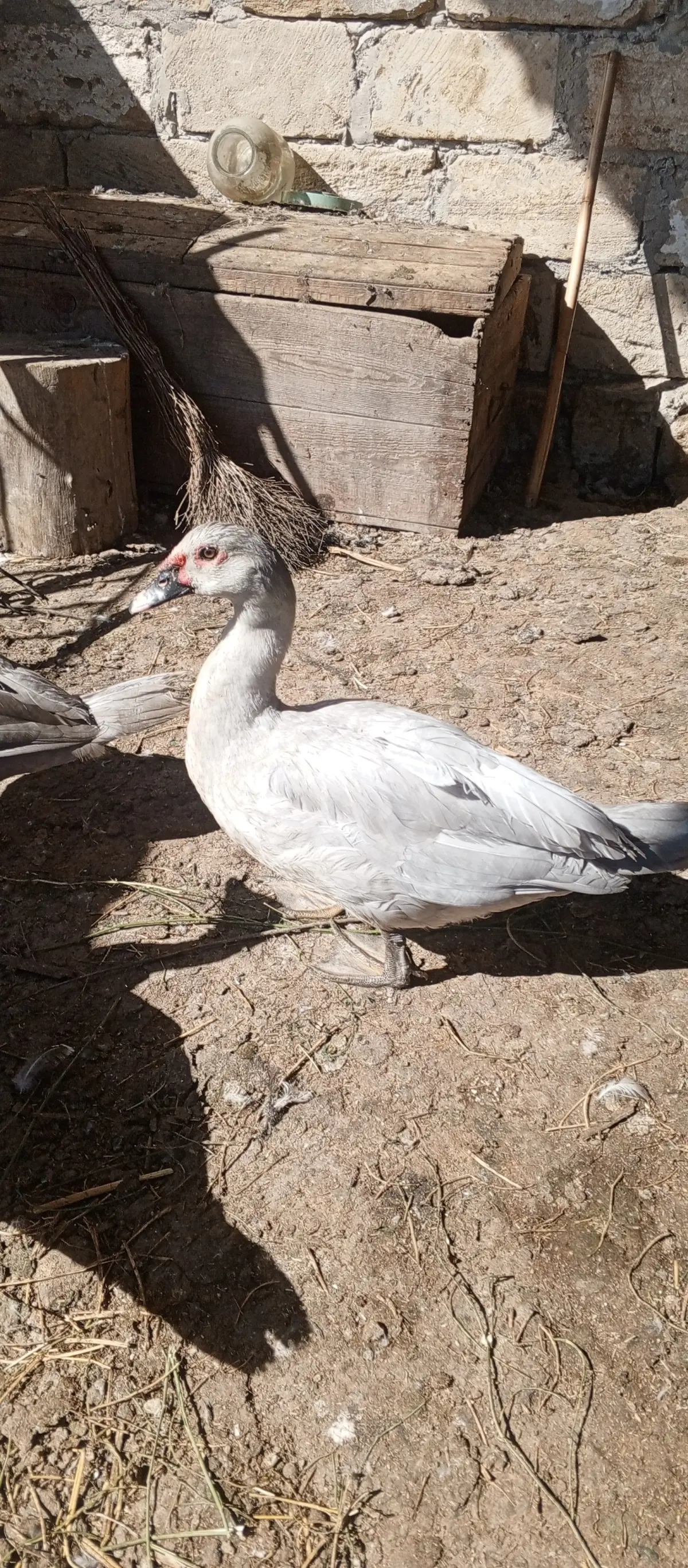 ÖRDƏKLƏR — Heyvanlar, Quşlar, Balıqlar, Sabirabad