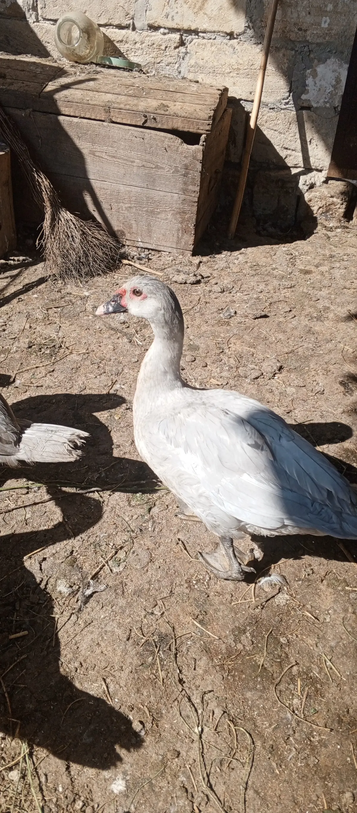 ÖRDƏKLƏR — Heyvanlar, Quşlar, Balıqlar, Sabirabad