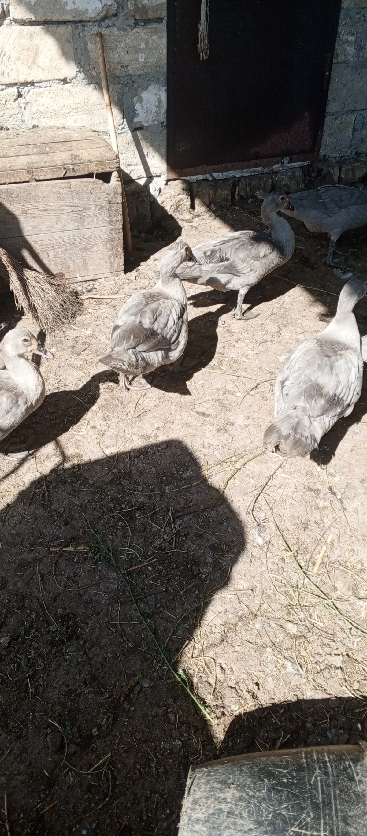 ÖRDƏKLƏR — Heyvanlar, Quşlar, Balıqlar, Sabirabad